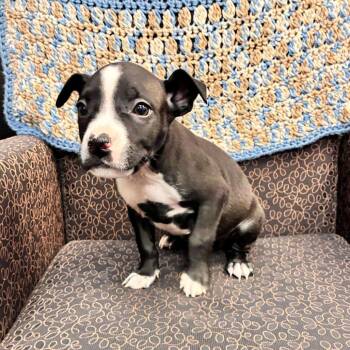 Pit Bull Terrier Dogs Available for Adoption in Dayton, Ohio - Awoo | PetCurious