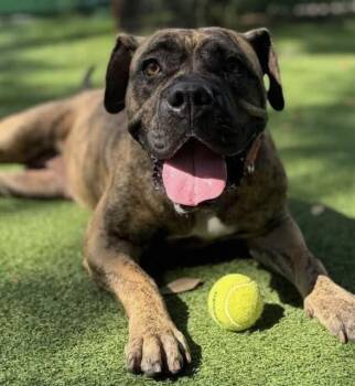 Mixed Breed Dogs Available for Adoption in Palmetto, Florida - MAJESTY | PetCurious