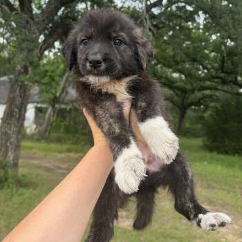 Nugget -  Great Pyrenees Dog for Adoption in Waco, Texas - Nugget | PetCurious