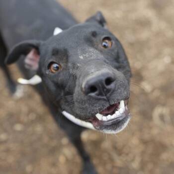 American Staffordshire Terrier Dogs Available for Adoption in San Antonio, Texas - Mai Tai | PetCurious