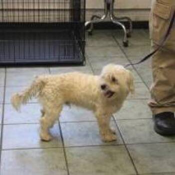 Snow -  Maltese and Mixed Breed Dog for Adoption in Brock, Texas - Snow | PetCurious