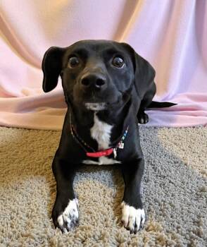 Rescue Chihuahua and Beagle Dogs for Adoption in Ooltewah, Tennessee - Pepper | PetCurious