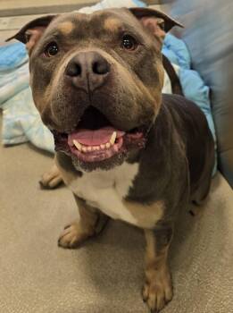 26-253 -  American Bully and Corgi Dog for Adoption in Lindenhurst, New York - 26-253 | PetCurious