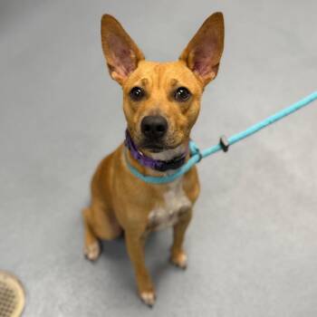 Banner -  Mixed Breed Dog for Adoption in Sarasota, Florida - Banner | PetCurious