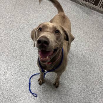 Kya -  Labrador Retriever Dog for Adoption in Grand Rapids, Michigan - Kya | PetCurious