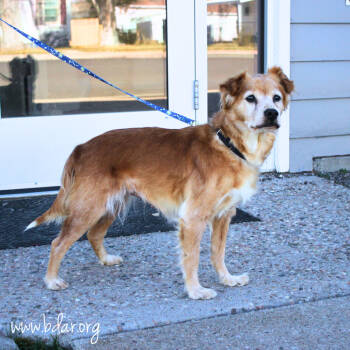 Rescue Mixed Breed Dogs for Adoption in Cheyenne, Wyoming - Goldie | PetCurious