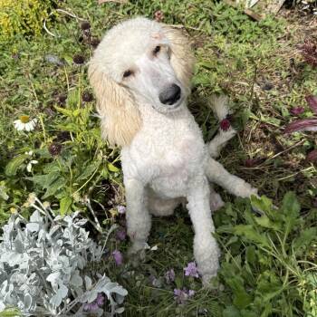 Moose -  Poodle Dog for Adoption in Nampa, Idaho - Moose | PetCurious