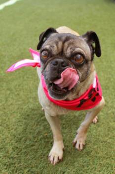 Tinsley -  Pug Dog for Adoption in Gardena, California - Tinsley | PetCurious