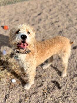 Rescue Poodle and Pit Bull Terrier Dogs for Adoption in Rock Springs, Wyoming - Kali | PetCurious