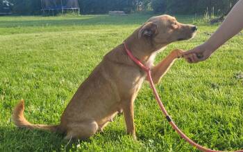 Golden Retriever and Australian Kelpie Dogs Available for Adoption in Germantown, Ohio - Mattel | PetCurious