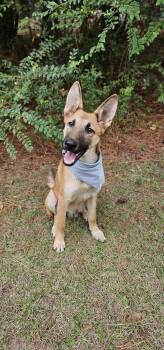 Rescue German Shepherd Dog Dogs for Adoption in Bonifay, Florida - Blue | PetCurious
