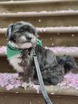 King -  Miniature Schnauzer Dog Available for Adoption in Westwood, New Jersey - King | PetCurious