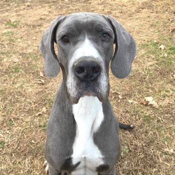 Mixed Breed Dogs Available for Adoption - Icelyn | PetCurious