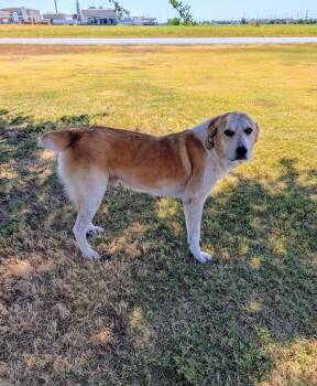 Brody -  Great Pyrenees and Australian Cattle Dog Blue Heeler Dog for Adoption in Cleburne, Texas - Brody | PetCurious