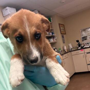 Shepherd and Mixed Breed Dogs Available for Adoption in Flagstaff, Arizona - Pascal | PetCurious