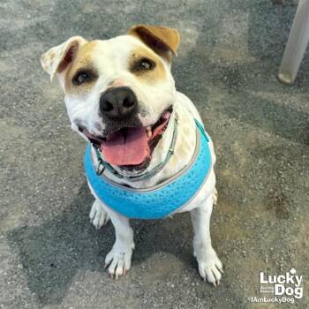 Lilith -  Hound and Terrier Dog for Adoption in Washington, District Of Columbia - Lilith | PetCurious