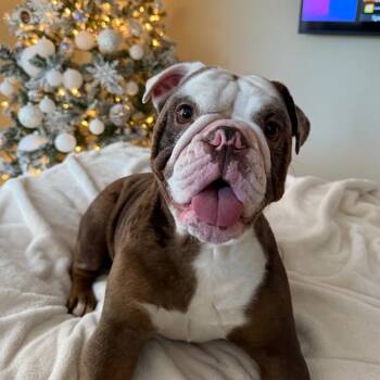 English Bulldog Dogs Available for Adoption - Bam Bam | PetCurious