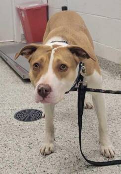 Muriel -  Pit Bull Terrier and Mixed Breed Dog for Adoption in Kansas City, Missouri - Muriel | PetCurious