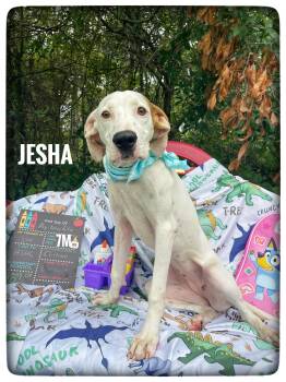 Jesha -  English Pointer Dog for Adoption in Sebring, Florida - Jesha | PetCurious