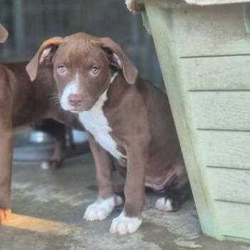 Cheese -  Labrador Retriever Dog for Adoption in Dover, Arkansas - Cheese | PetCurious
