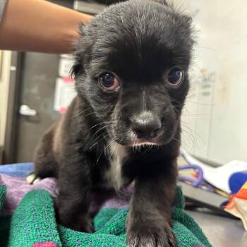 chilly -  Mixed Breed Dog for Adoption in Yuma, Arizona - Chilly | PetCurious