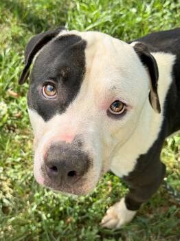 William -  Pit Bull Terrier Dog for Adoption in Anderson, Indiana - William | PetCurious