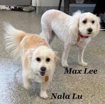 Nala Lu -  Maltipoo Dog for Adoption in Plano, Texas - Nala Lu | PetCurious