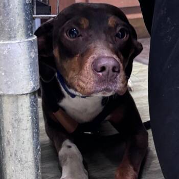 Solace -  Mixed Breed Dog for Adoption in Summerville, South Carolina - Solace | PetCurious