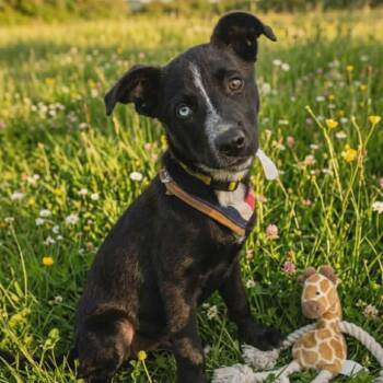 Blue -  Mixed Breed Dog for Adoption in Bend, Oregon - Blue | PetCurious