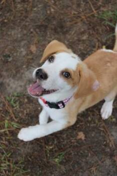 05468B Clay -  Hound and Mixed Breed Dog for Adoption in North Charleston, South Carolina - 05468B Clay | PetCurious