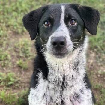 Malibu -  Border Collie and Mixed Breed Dog Available for Adoption in Brock, Texas - Malibu | PetCurious