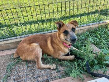 Red Baron -  Mixed Breed Dog for Adoption in Fort Collins, Colorado - Red Baron | PetCurious