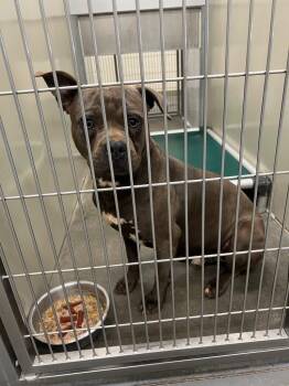 Pit Bull Terrier Dogs Available for Adoption in Winder, Georgia - 2026-04-100 *Rubble* | PetCurious