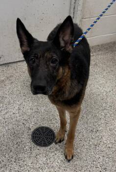Nixie -  German Shepherd Dog and Mixed Breed Dog for Adoption in Kansas City, Missouri - Nixie | PetCurious
