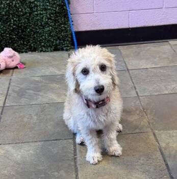 61672902 -  Terrier and Mixed Breed Dog for Adoption in El Paso, Texas - 61672902 | PetCurious