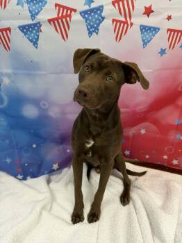 Spud -  Chocolate Labrador Retriever Dog for Adoption in Shelbyville, Kentucky - Spud | PetCurious
