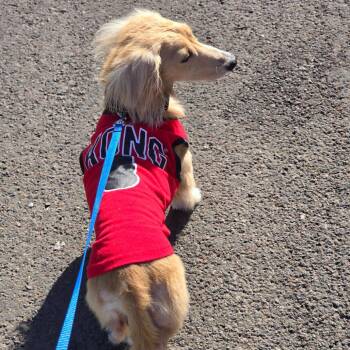 BANDIT -  Dachshund Dog for Adoption in Holton, Kansas - BANDIT | PetCurious