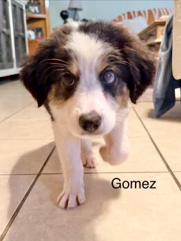 Gomez -  Border Collie Dog for Adoption in Manchester, Connecticut - Gomez | PetCurious