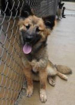 Sheba -  Shepherd and Mixed Breed Dog for Adoption in Morristown, New Jersey - Sheba | PetCurious
