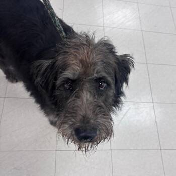 Sasha -  Poodle Dog for Adoption in Indianapolis, Indiana - Sasha | PetCurious