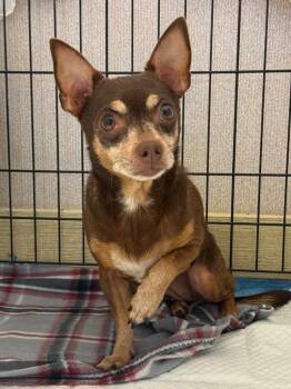 Chihuahua Dogs Available for Adoption in New Braunfels, Texas - Gloria | PetCurious