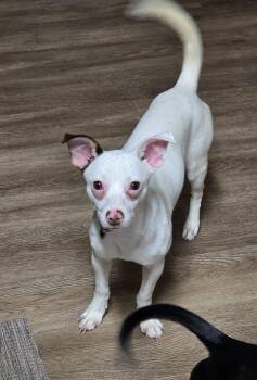Rabella MD14361-T -  Chihuahua and Dachshund Dog for Adoption in Missouri City, Texas - Rabella MD14361-T | PetCurious