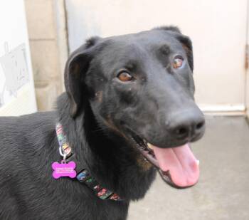 Rescue Doberman Pinscher and Shepherd Dogs for Adoption in Ventura, California - Carter | PetCurious