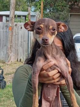 Belle -  Chihuahua Dog for Adoption in Rockport, Texas - Belle | PetCurious