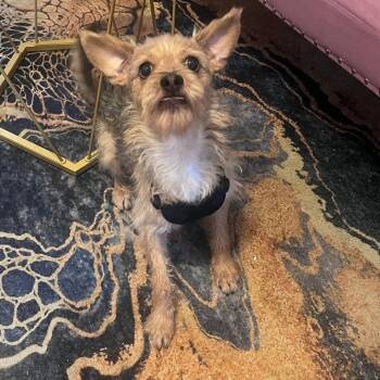 Rescue Wirehaired Terrier Dogs for Adoption in New Orleans, Louisiana - Big Mack | PetCurious