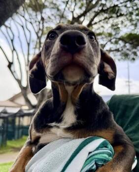 Louis -  Pit Bull Terrier and Mixed Breed Dog for Adoption in Honolulu, Hawaii - Louis | PetCurious