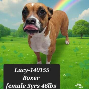Boxer Dogs Available for Adoption - Lucy | PetCurious