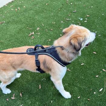 Sky 6490 -  Golden Retriever and Husky Dog for Adoption in Loxahatchee Groves, Florida - Sky 6490 | PetCurious