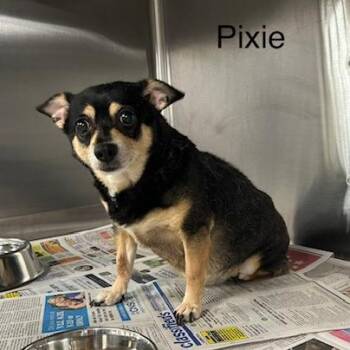 Pixie -  Mixed Breed Dog for Adoption in Knoxville, Tennessee - Pixie | PetCurious