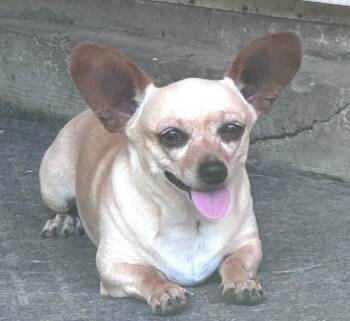 BELLA - See my Pancake Ears -  Chihuahua Dog for Adoption in Houston, Texas - BELLA - See My Pancake Ears | PetCurious